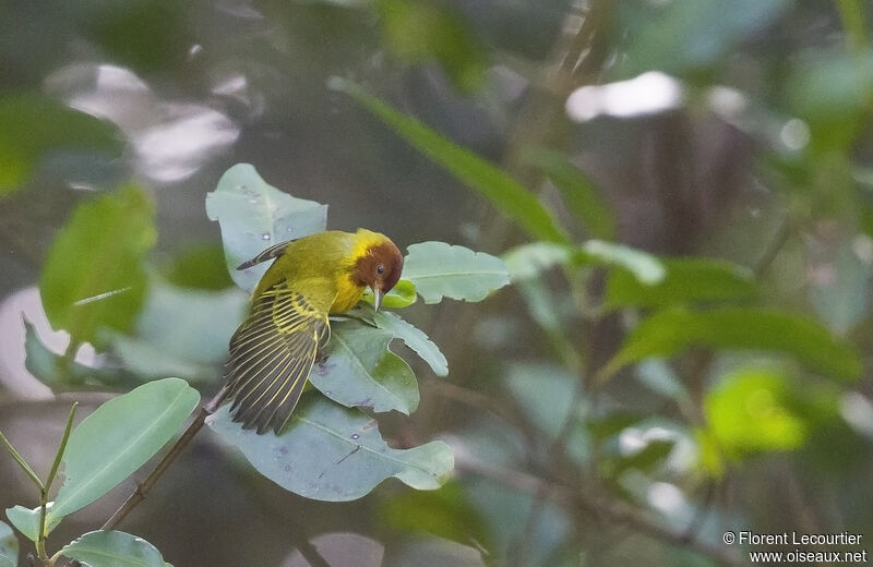 Mangrove Warbler