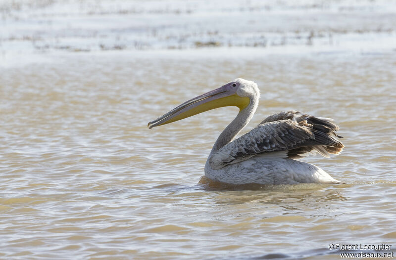 Great White Pelican