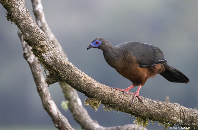 Sickle-winged Guan