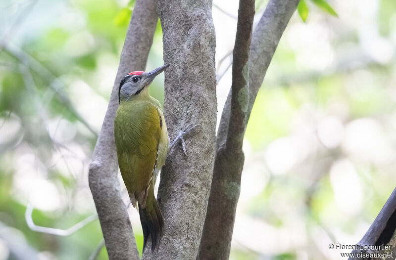 Grey-headed Woodpecker male