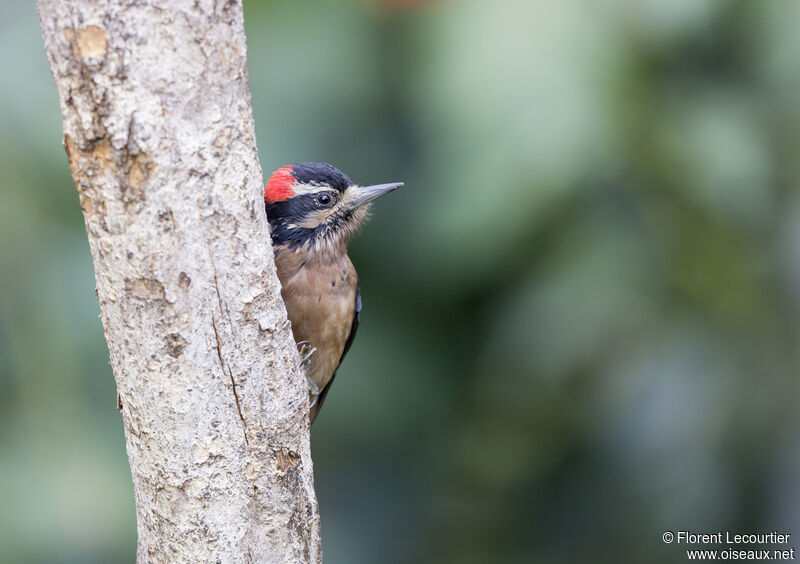 Hairy Woodpecker male