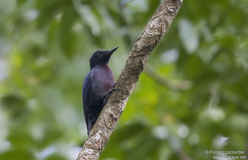 Guadeloupe Woodpecker