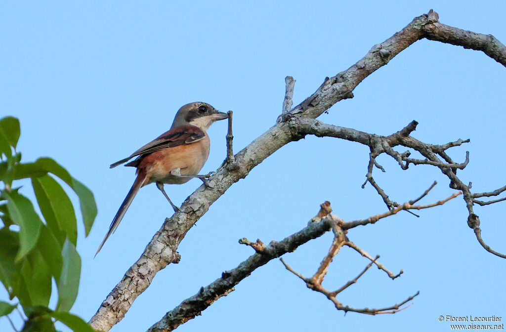 Pie-grièche à dos marron