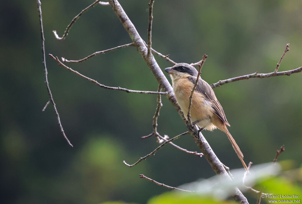 Pie-grièche du Tibet