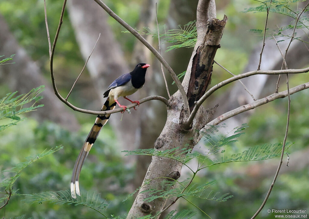 Pirolle à bec rouge