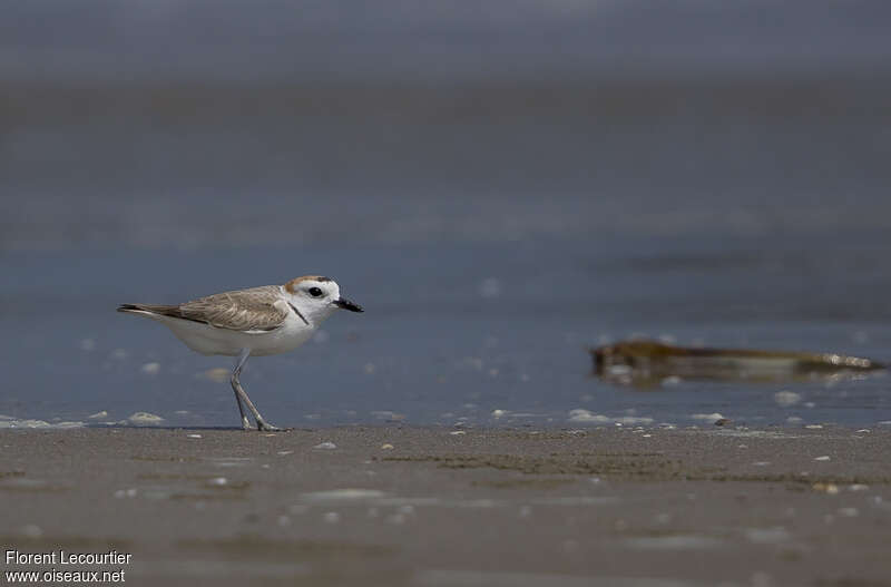 White-faced Plover male adult, identification