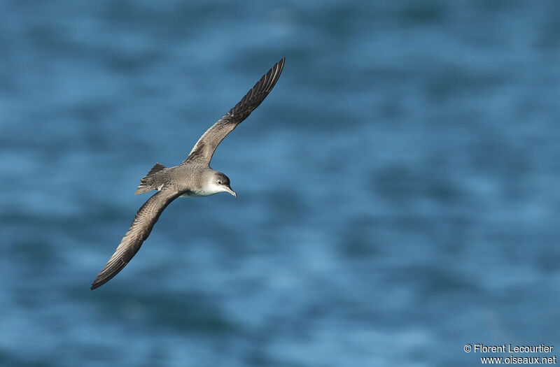 Yelkouan Shearwater