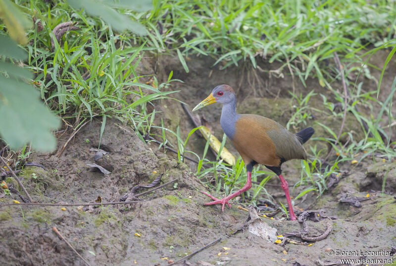 Grey-cowled Wood Rail