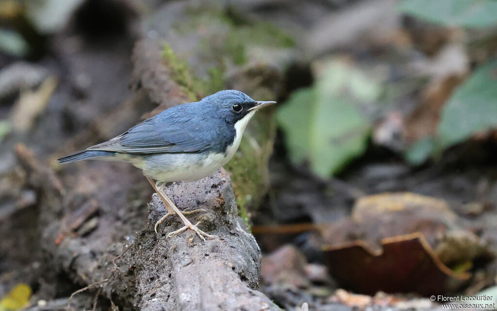 Rossignol bleu mâle