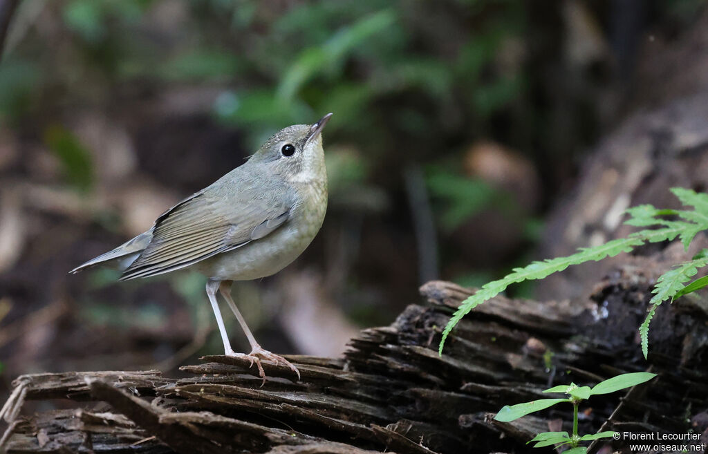 Rossignol bleu femelle