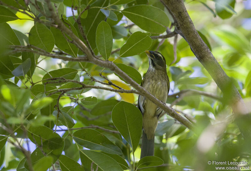 Saltator gros-bec