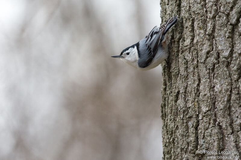 White-breasted Nuthatch