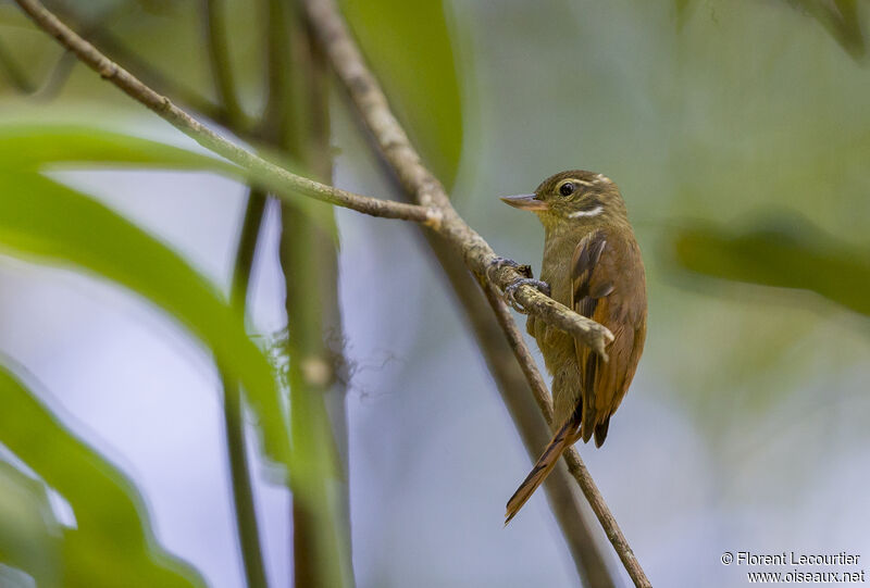 Amazonian Plain Xenops