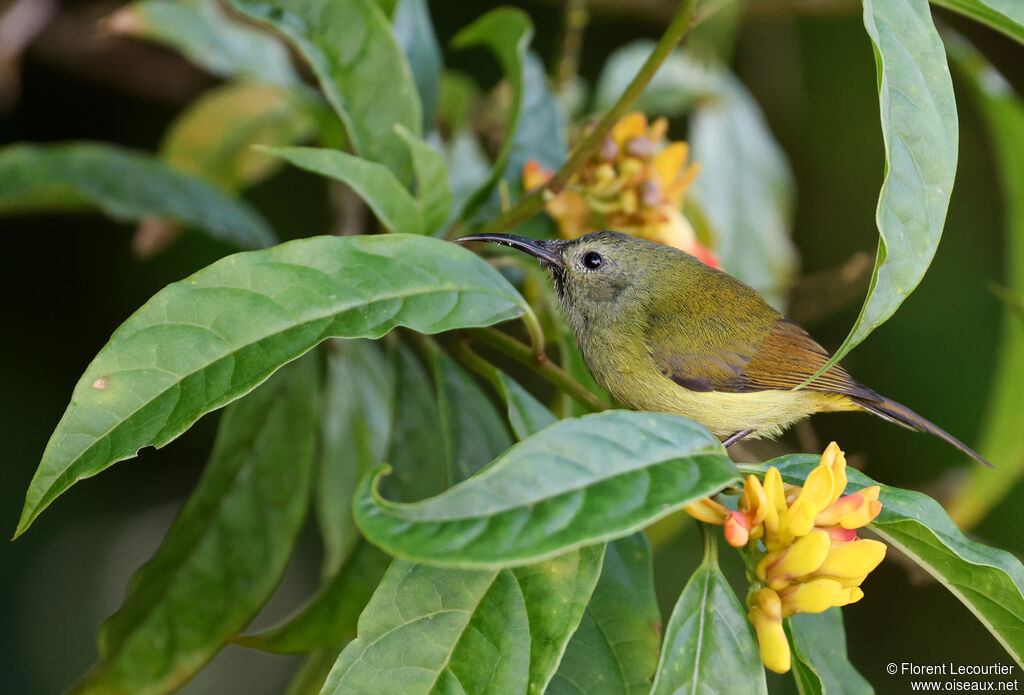 Souimanga à queue verte femelle