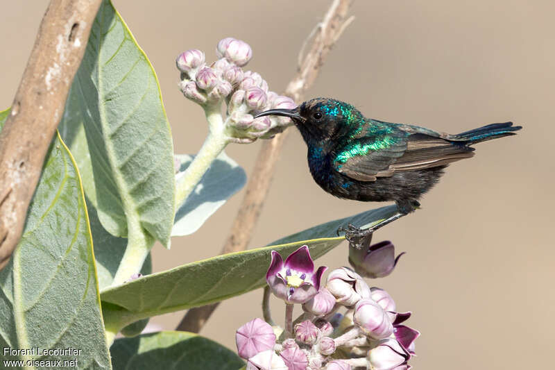 Palestine Sunbird male