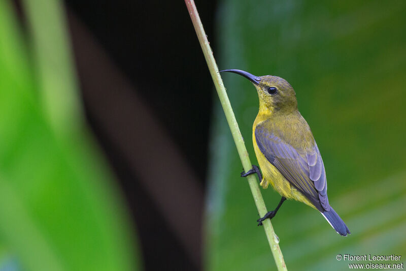 Ornate Sunbird female adult, pigmentation