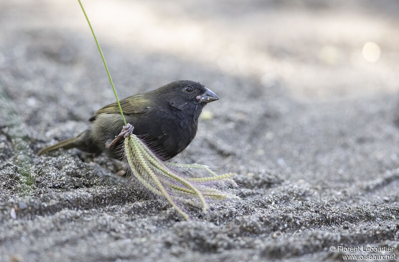 Black-faced Grassquit male