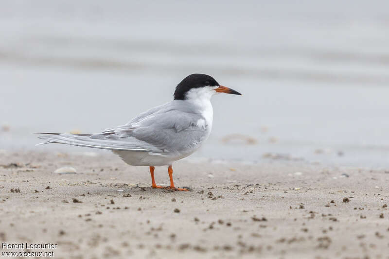 Forster's Ternadult breeding