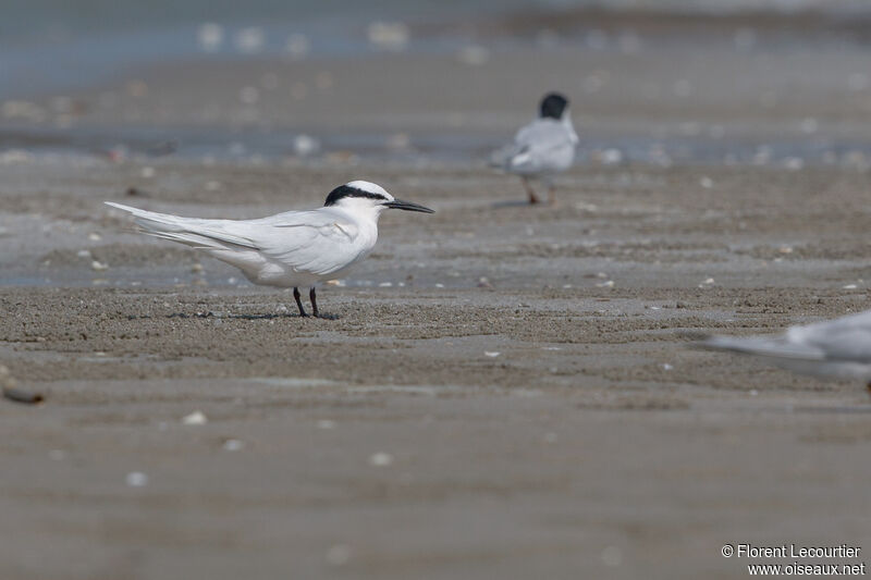 Black-naped Tern