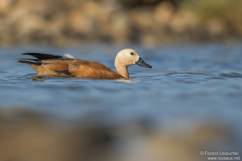 Ruddy Shelduck