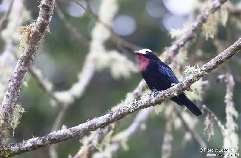 White-capped Tanager