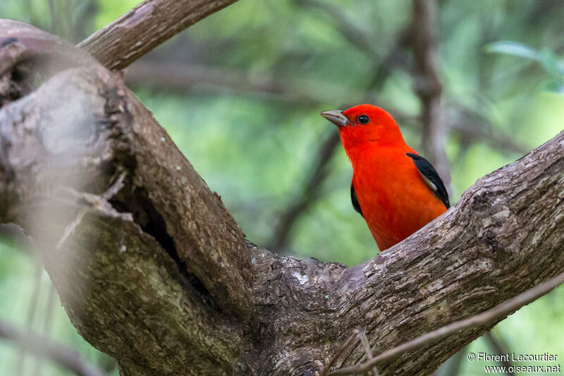 Scarlet Tanager male adult