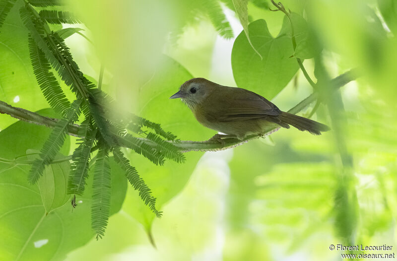 Rufous-fronted Babbler