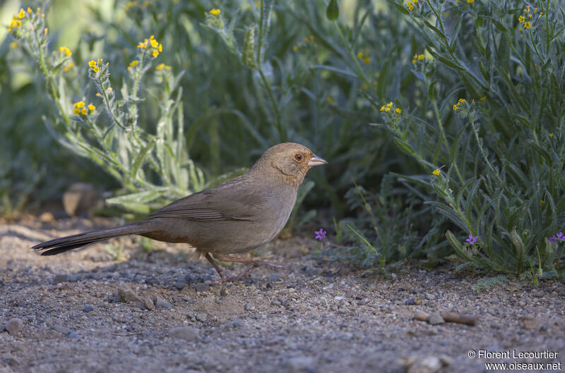 California Towhee