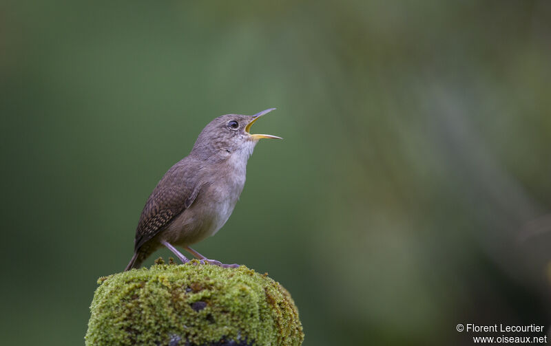 Troglodyte austral