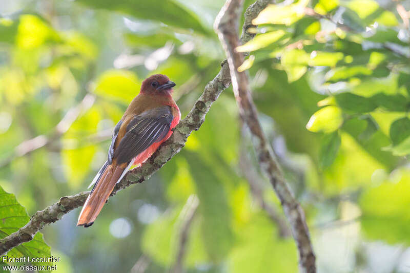 Red-headed Trogonadult