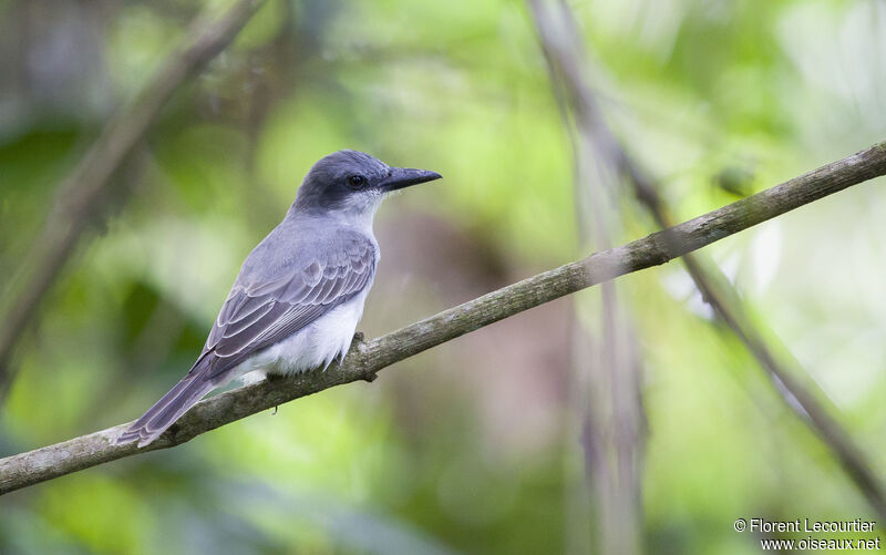 Grey Kingbird