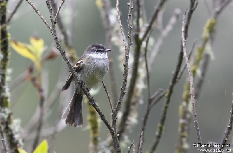 White-throated Tyrannulet