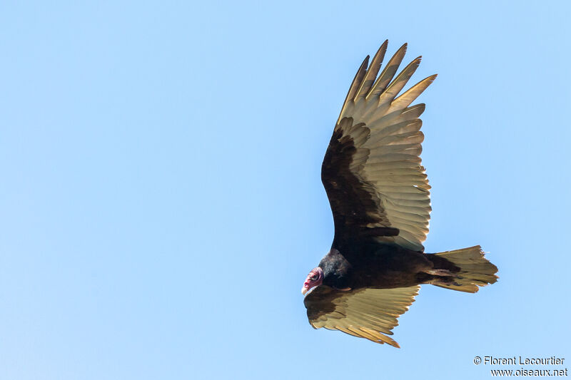 Turkey Vulture