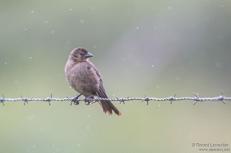 Shiny Cowbird female