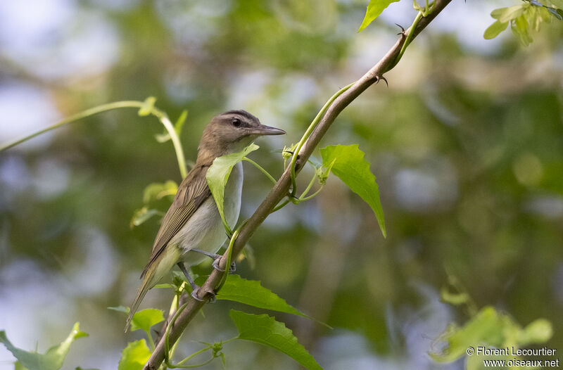 Black-whiskered Vireo