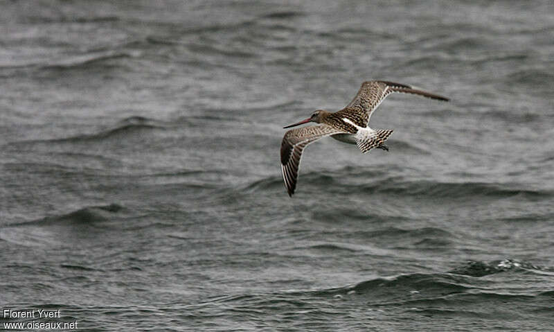 Bar-tailed Godwit, Flight