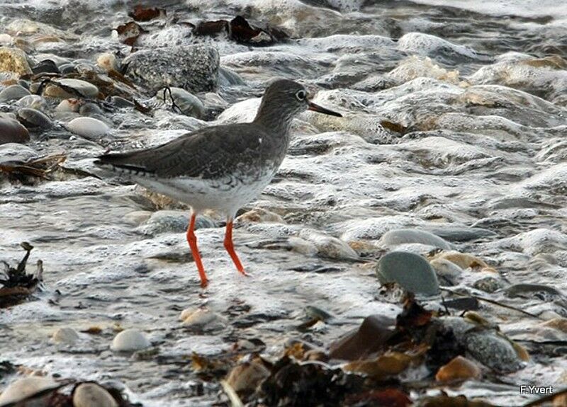 Common Redshank