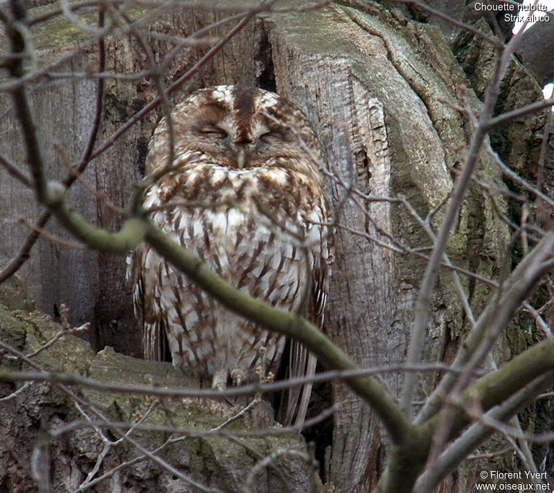 Tawny Owl, Behaviour