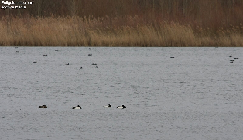 Greater Scaupadult post breeding, identification, Behaviour