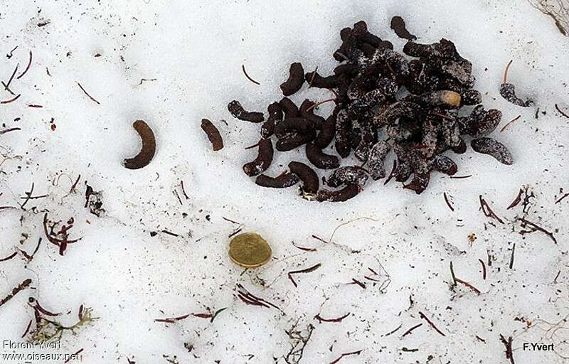 Hazel Grouse, feeding habits, clues