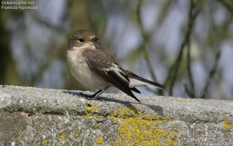 European Pied FlycatcherFirst year, identification, Behaviour