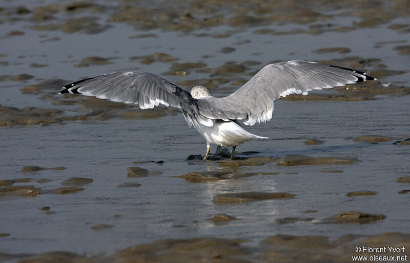 Common Gull, identification