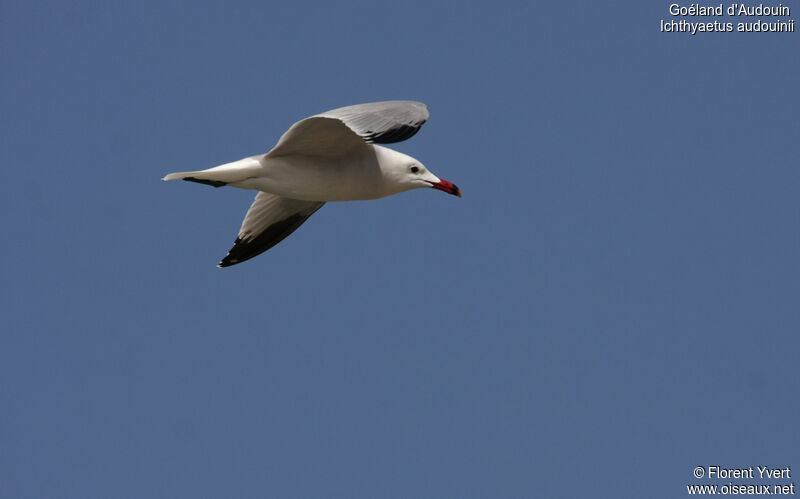 Goéland d'Audouinadulte nuptial, Vol