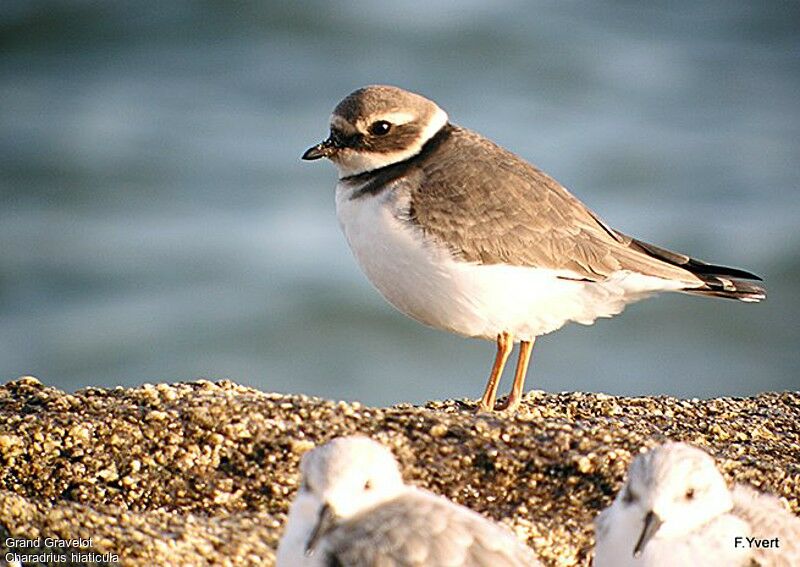 Common Ringed Ploveradult post breeding, identification