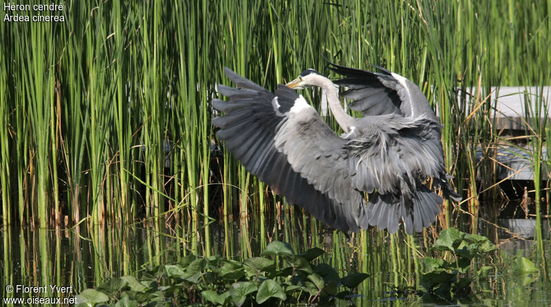 Grey Heronadult, Flight, Behaviour