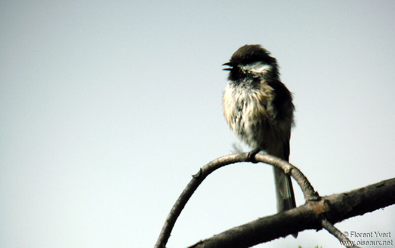 Mésange laponeadulte nuptial, identification, chant