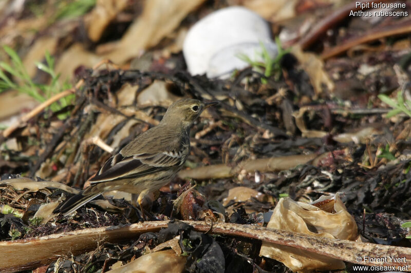 Pipit farlousaneimmature