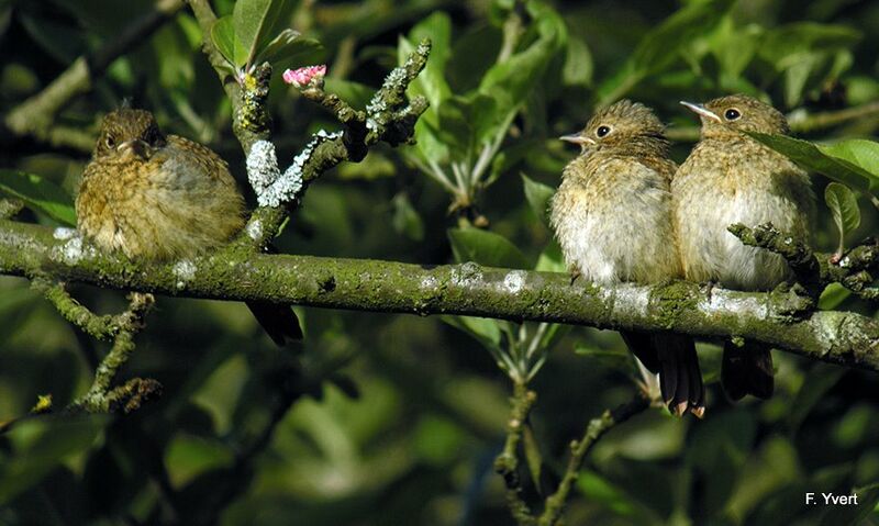 Common Redstartjuvenile, Reproduction-nesting, Behaviour