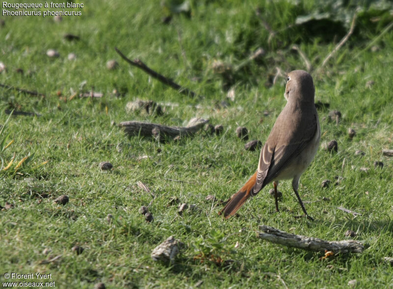 Common RedstartFirst year, identification, Behaviour