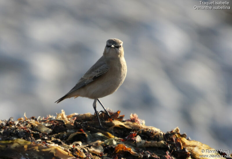 Isabelline Wheatear male First year, identification, Behaviour